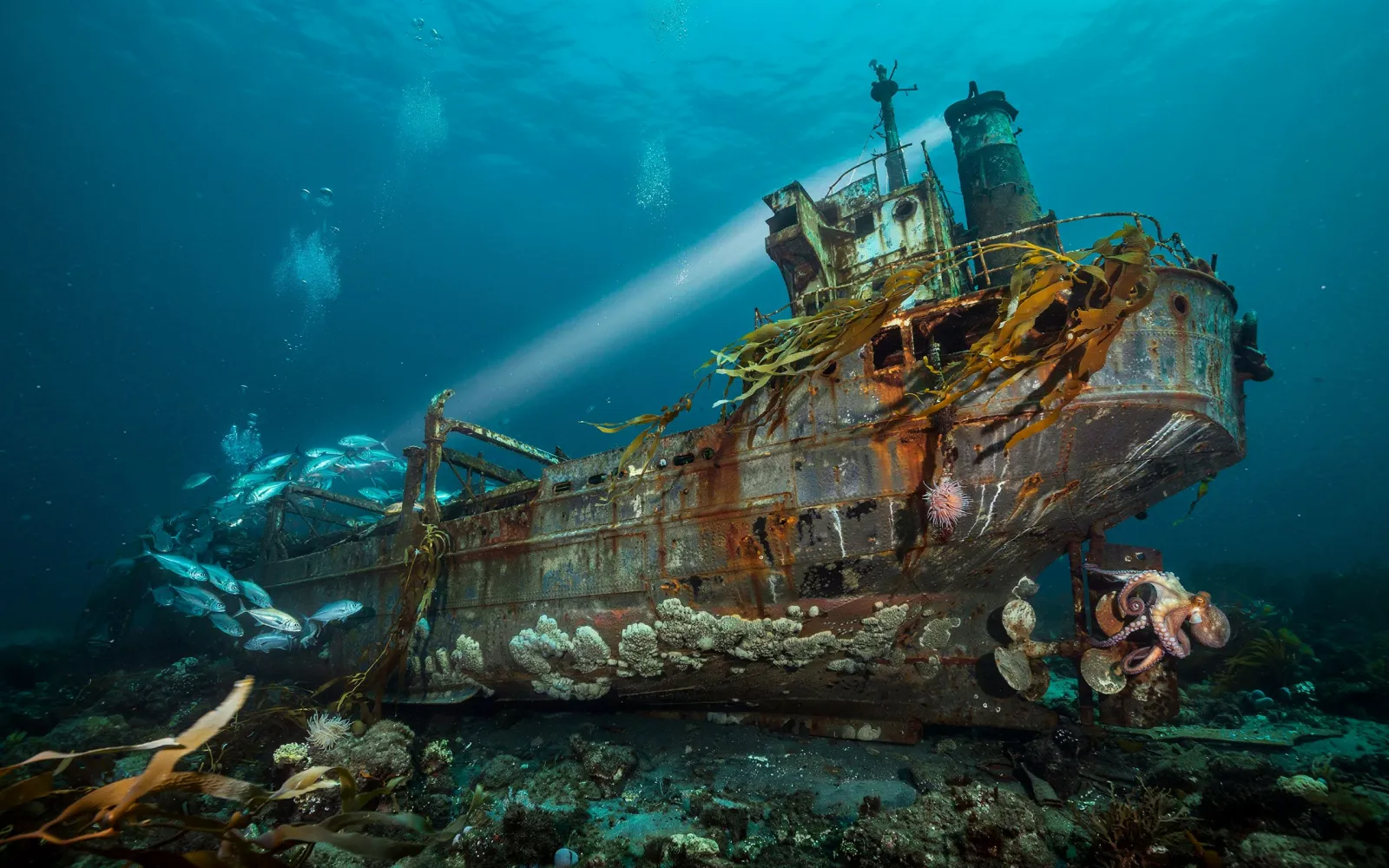 Italian Dive Team Identifies SS Samuel J. Tilden, Last Physical Remnant of Bari Raid